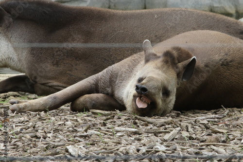 Portrait de tapir