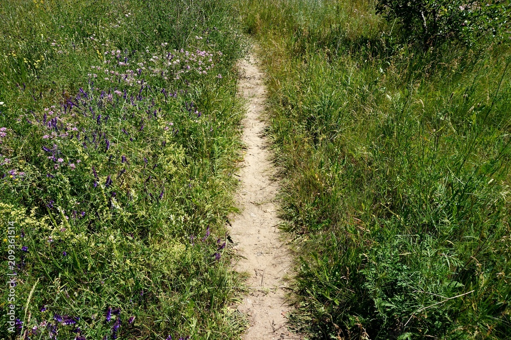 A trampled path in a meadow, through blossoming field steppe grass. A trampled path in a meadow, through blossoming field steppe grass.