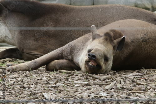 Portrait de tapir