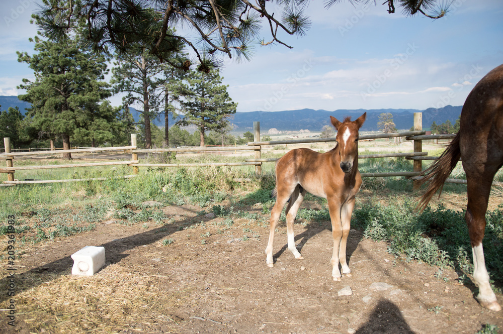 Obraz premium Chestnut Colt Standing in Colorado Ranch