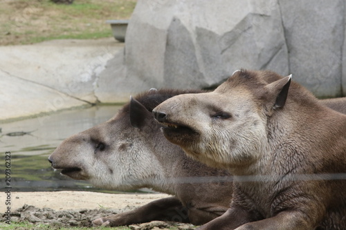 Portrait de tapir