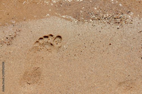 Footprints in the sand near the coastline