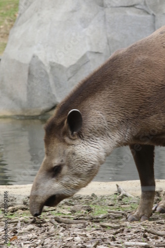 Portrait de tapir