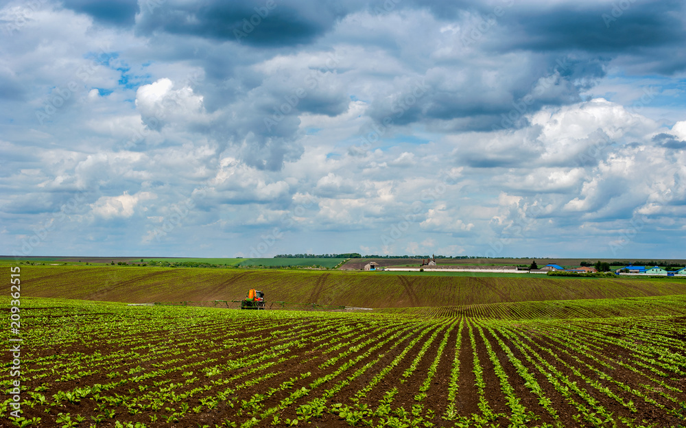 Sugar beet crops lines landscape Sugar beet crops lines landscape