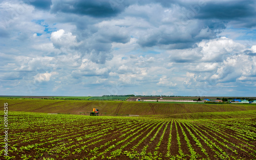 Sugar beet crops lines landscape