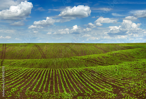 crops field  agricultural hills landscape with beautiful sky