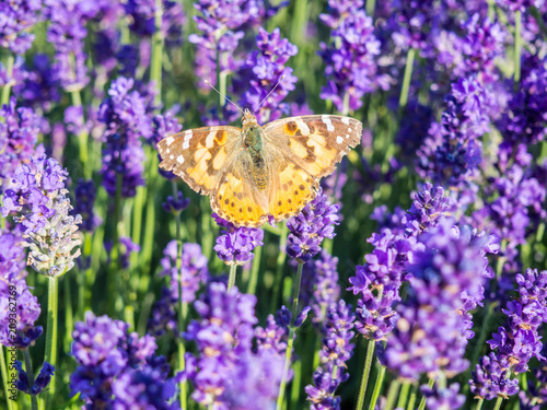  Vanessa cardui auf einer Lavendelblüte photo