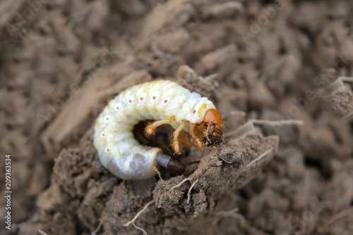 white larva (caterpillar) isolated close-up against the ground, macro