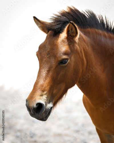 Portrait of a horse. © ake