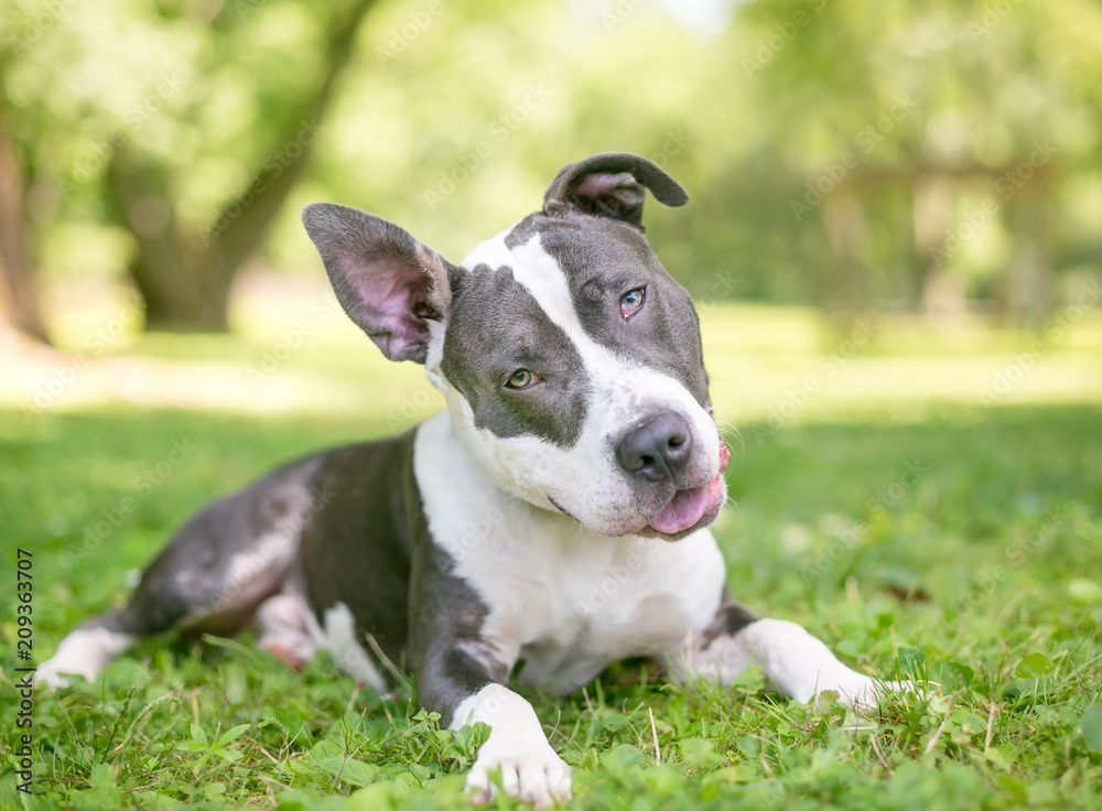 A blue and white Pit Bull Terrier mixed breed dog relaxing in the grass and listening with a head tilt
