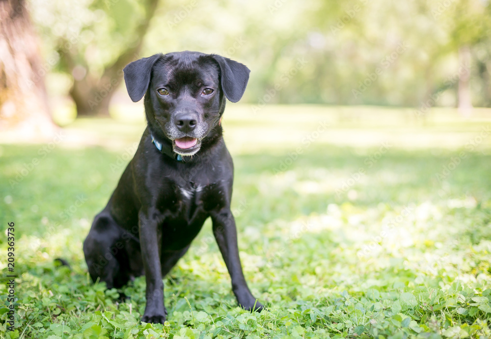 A cute black Retriever/Beagle mixed breed puppy sitting outdoors