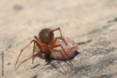 Spider with egg sac - perfect macro photo