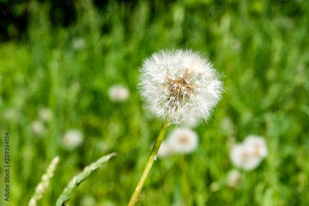 sunny meadow with dandellions and daisies sunny meadow with dandellions and daisies