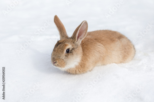 brown rabbit on white snow