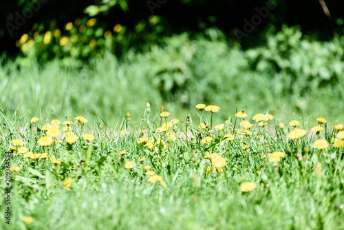 sunny meadow with dandellions and daisies