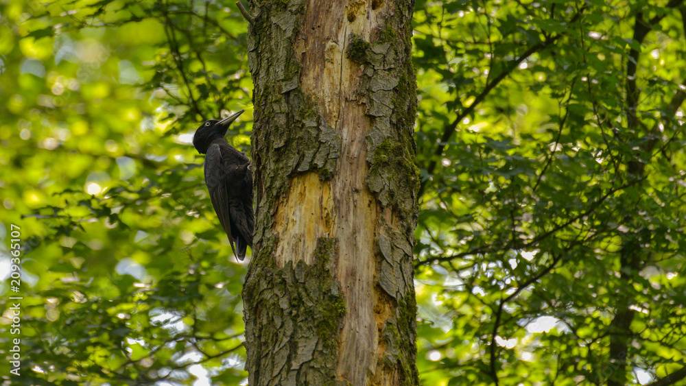 Picchio nero arrampicato sul ramo di un albero nel bosco Picchio nero arrampicato sul ramo di un albero nel bosco