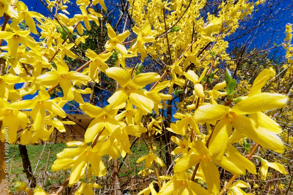Obraz premium Forsythia