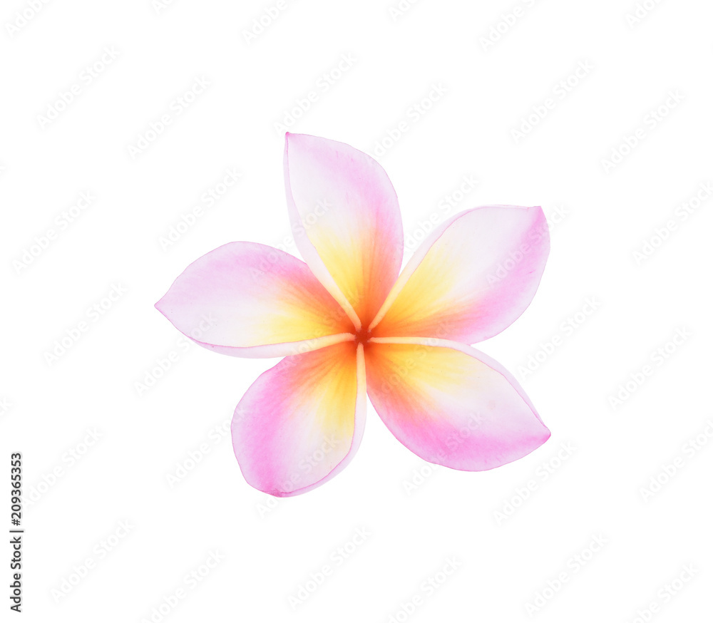 frangipani flower isolated on white background frangipani flower isolated on white background
