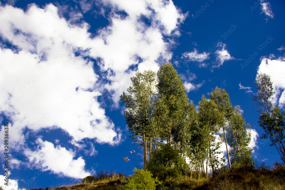 Bosque de eucaliptos y el hermoso cielo azul en Tambomachay en Cusco, Perú.