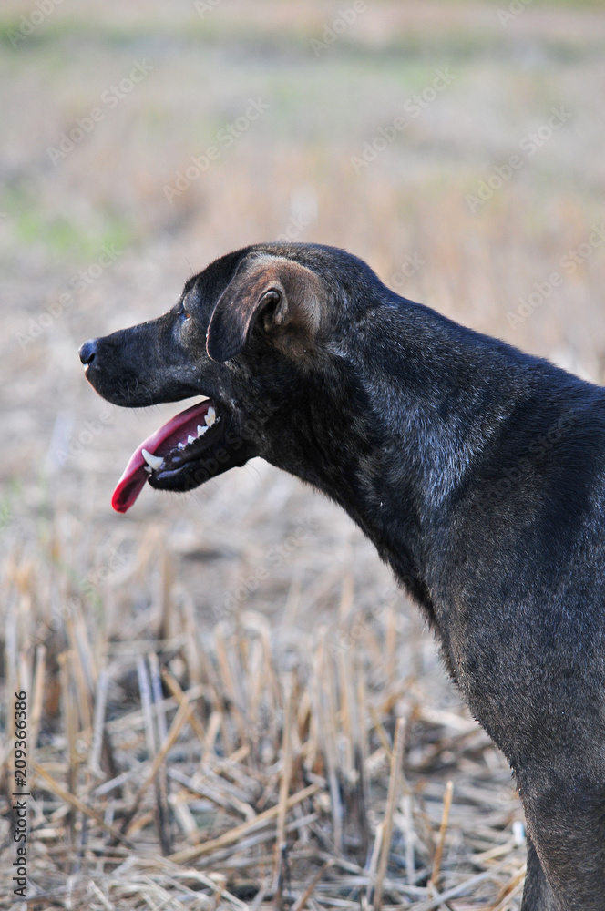 Little black dog stand open it mouth in a dry meadow