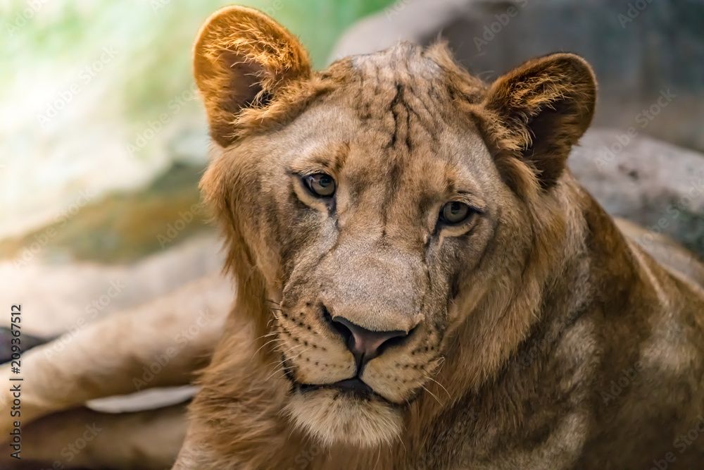 Obraz premium Lioness on the rock