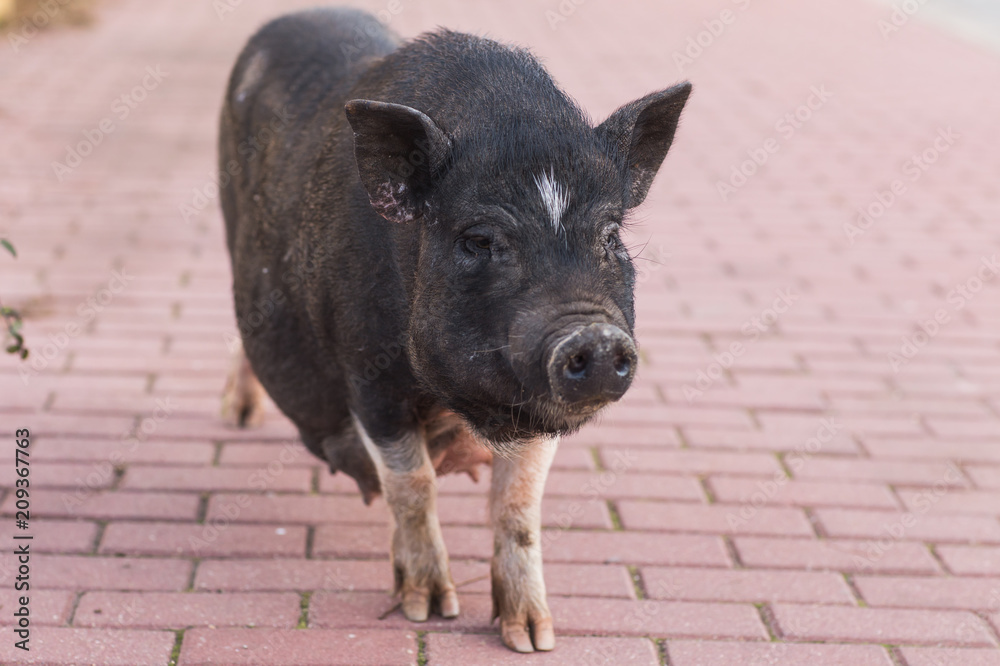 Wild black boar or pig. Wildlife in natural habitat Stock Photo 