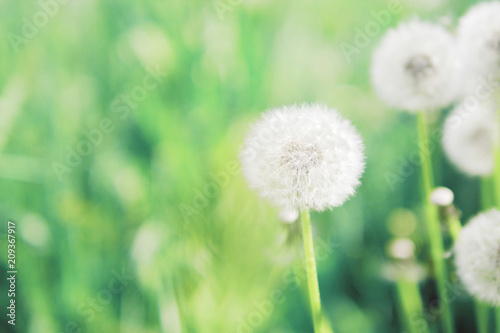 Summer  spring natural floral background. White fluffy dandelions close-up.