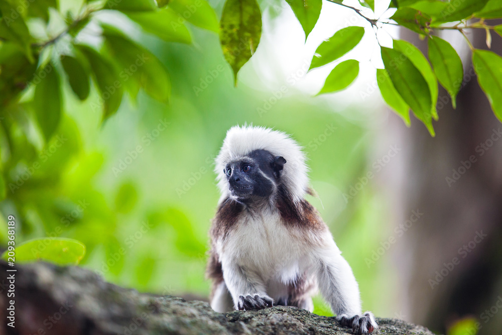 A Cotton-Top Tamarin Monkey on a tree brunch in Singapore Zoo