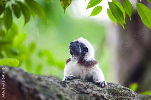 A Cotton-Top Tamarin Monkey on a tree brunch in Singapore Zoo photo