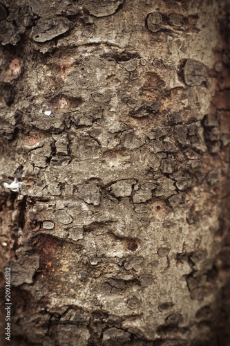 Fototapeta Naklejka Na Ścianę i Meble -  bark of tree texture background.