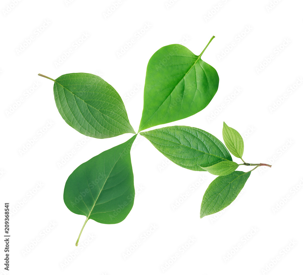 Fototapeta premium Green Leaves On White