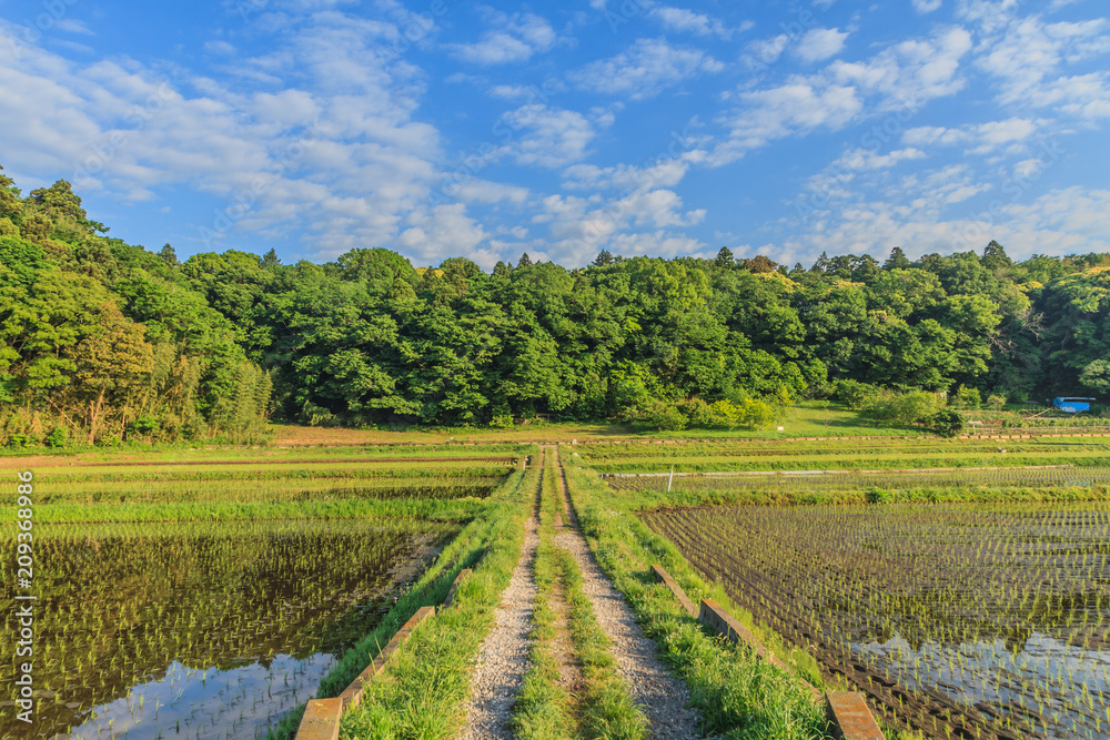 春の朝の四街道の田園風景