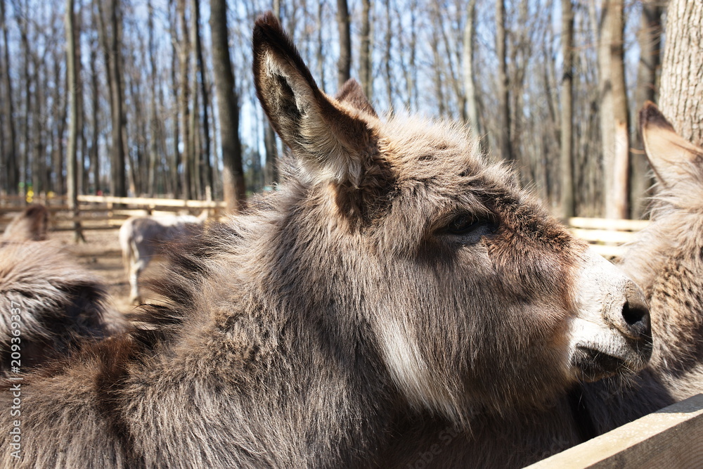 Fototapeta premium A donkey in the forest sunny day in spring animal