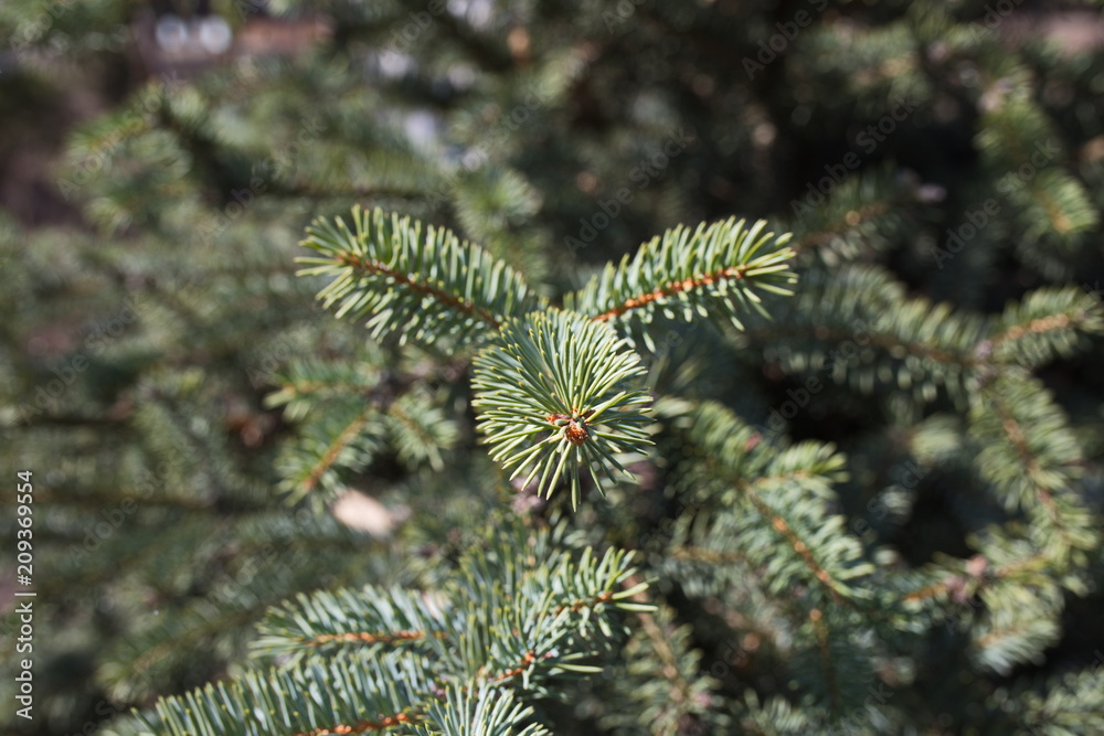 Fir tree branshes in a forest spring sunny day