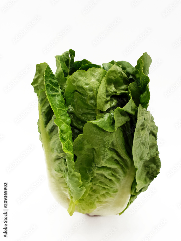 Grüner frischer Salat freigestellt auf weißem Hintergrund Grüner frischer Salat freigestellt auf weißem Hintergrund