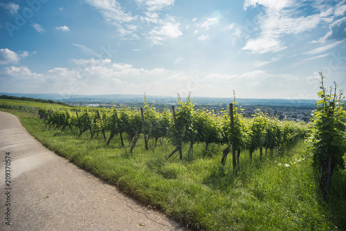 vine yard landscape in south west germany, oetlingen district loerrach photo