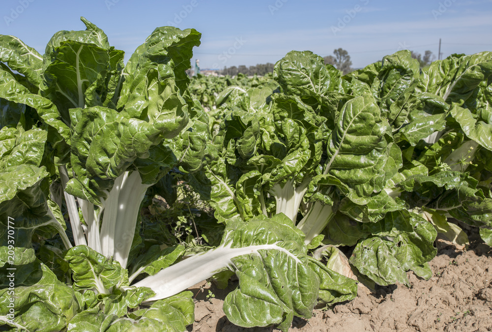 Naklejka premium Magnificent chard plants at organic farm