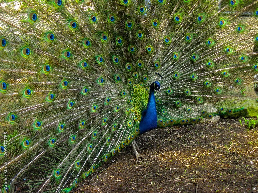 Naklejka premium The peacock fluffed colorful tail