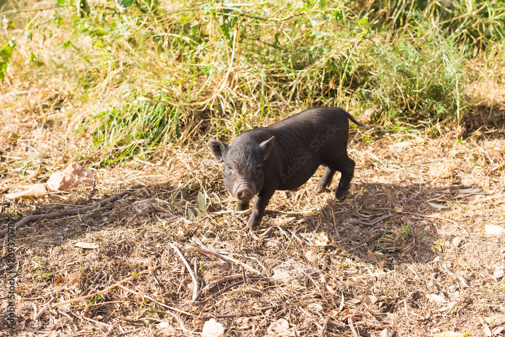 Wild black boar or pig. Wildlife in natural habitat Wild black boar or pig. Wildlife in natural habitat