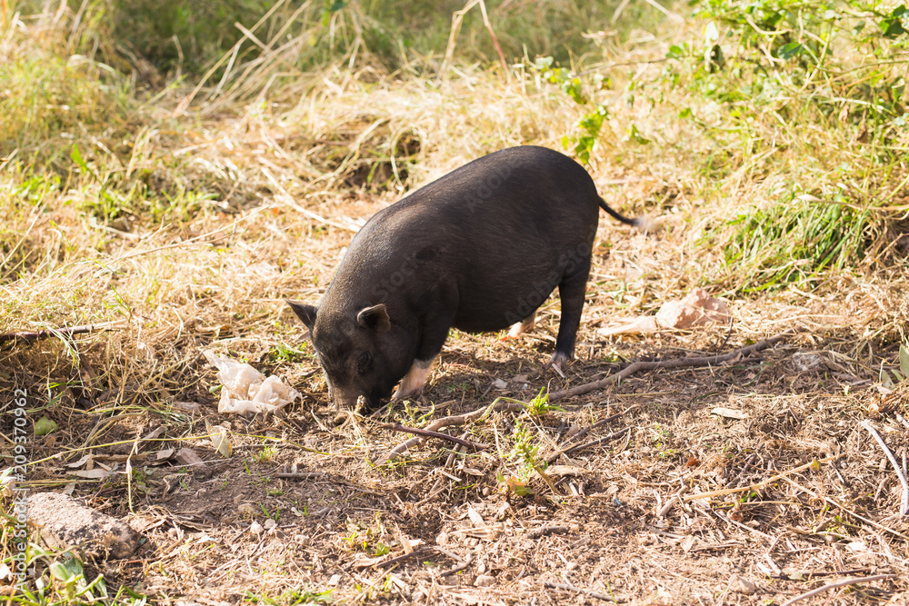 Wild black boar or pig close up. Wildlife in natural habitat Wild black boar or pig close up. Wildlife in natural habitat