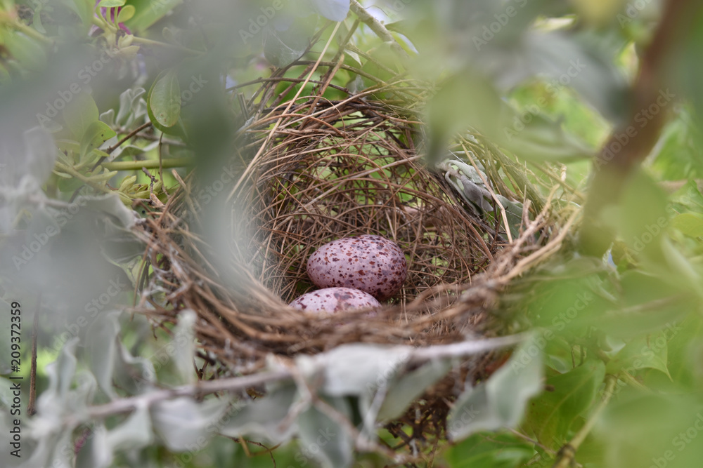 eggs in the bird nest. eggs in the bird nest.