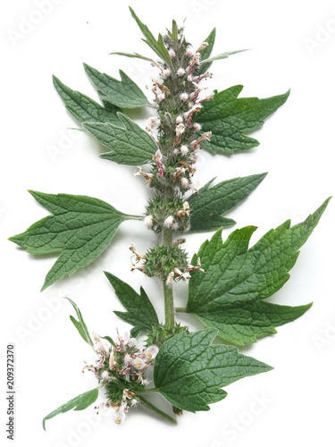 Motherwort (Leonurus cardiaca)