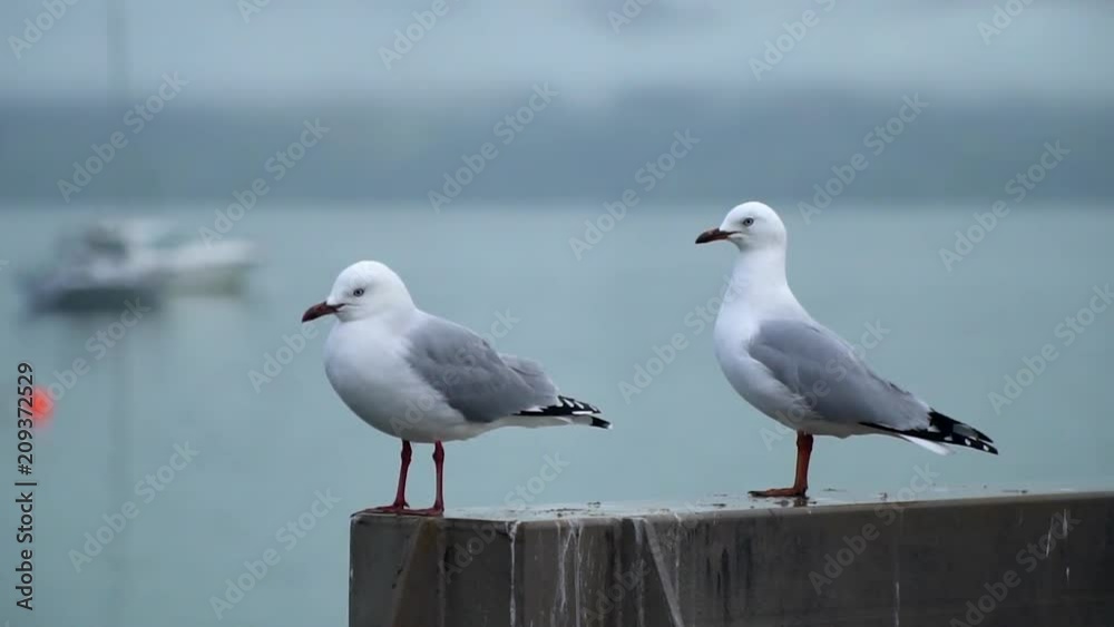 Seagulls hanging out on a wharf, slow motion Seagulls hanging out on a wharf, slow motion