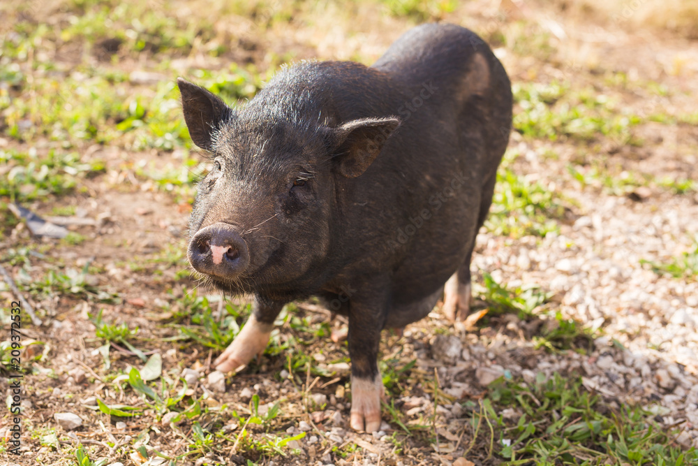 Wild black boar or pig close up. Wildlife in natural habitat Wild black boar or pig close up. Wildlife in natural habitat