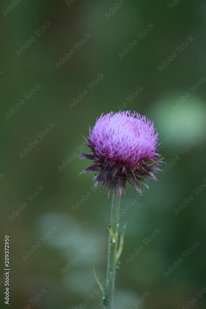 Macro of thistle in a meadow with white bokeh on green and room for text Macro of thistle in a meadow with white bokeh on green and room for text