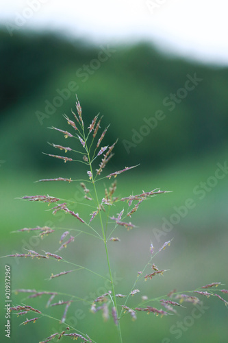 Flowers on a stalk of grass in a prairie meadow