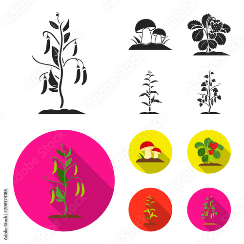 Mushrooms, strawberries, corn, cucumber.Plant set collection icons in black, flat style vector symbol stock illustration web.