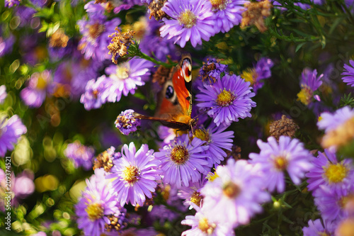 butterfly on purple flower with wonderful bokeh