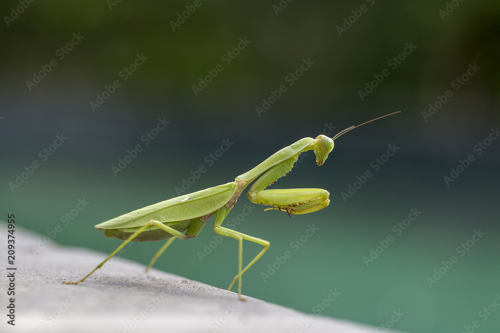 Praying mantis, mantis religiosa , close up. Bali, Indonesia Praying mantis, mantis religiosa , close up. Bali, Indonesia