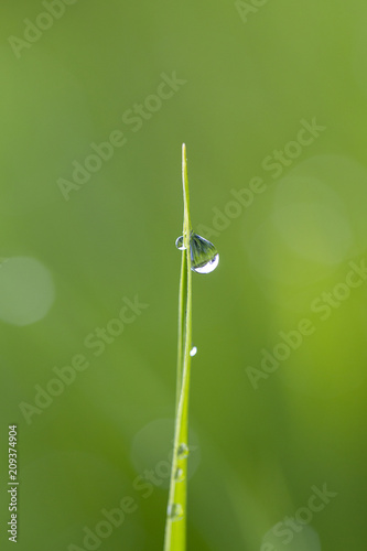 Green rice stem background with water drops, grass stalks with water drops, herbal background in Bali, Indonesia. Close up, macro © OlegD